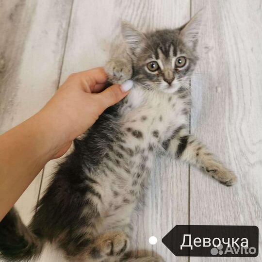 Кошка в дар