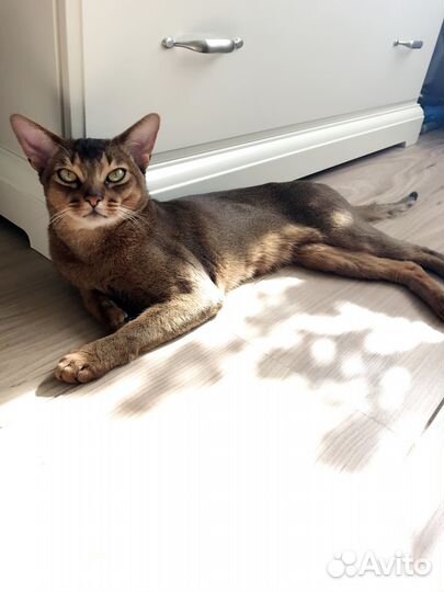 Вязка с абиссинским котом Grand Inter Champion WCF