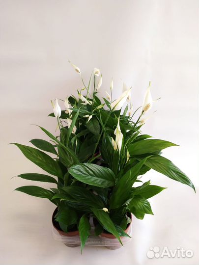 Спатифиллум Алана 12\45