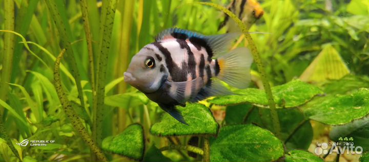 Рыбка Сапфировый попугай