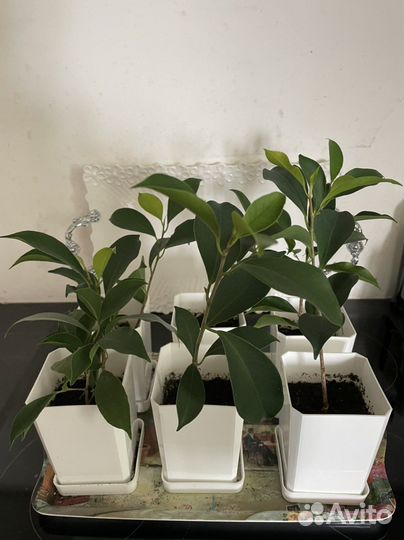 Фикус микрокарпа гинсенг укорененный