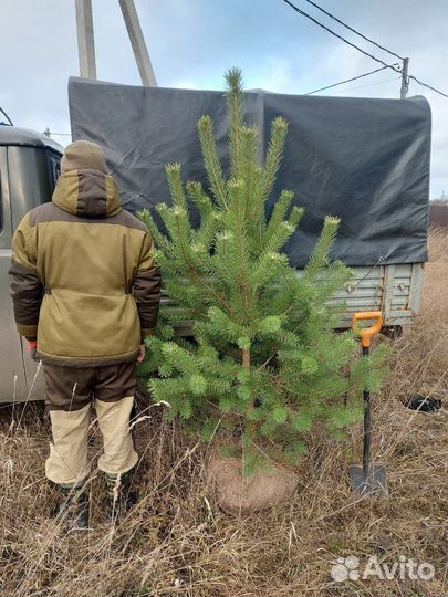 Саженцы липа клен дуб черешчатый дуб красный