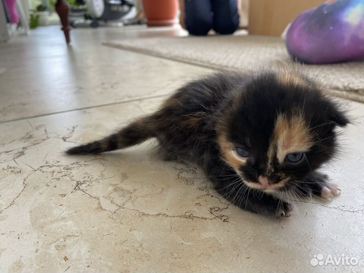 Кошка в дар