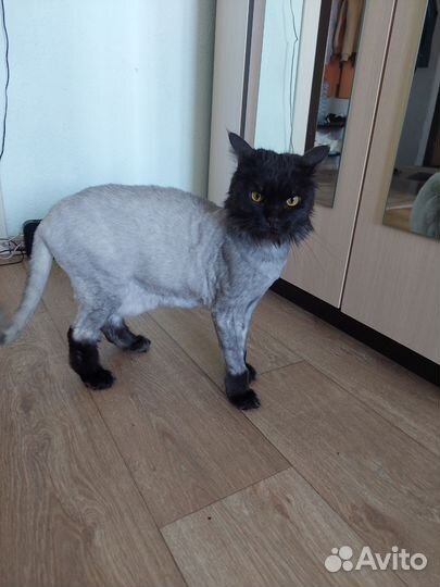 Кошка(мейкун)