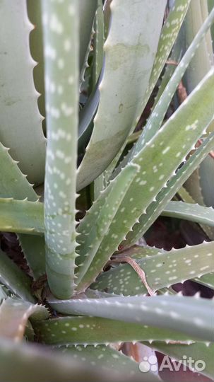 Сциндапсус