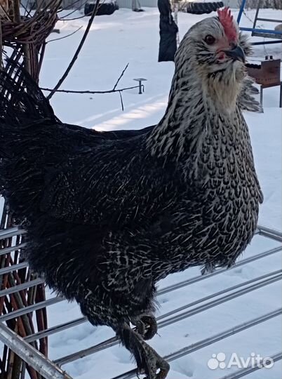 Инкубационное яйцо кур