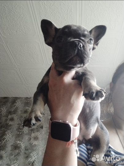 Щенки французского бульдога