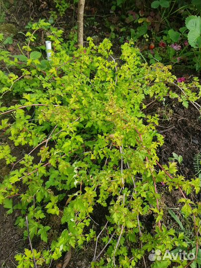 Стефанандра Криспа