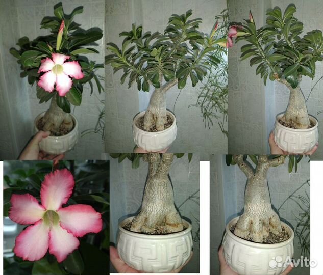 Цветы разные, комнатные