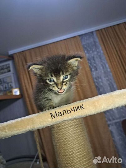 Котята мейн-кун