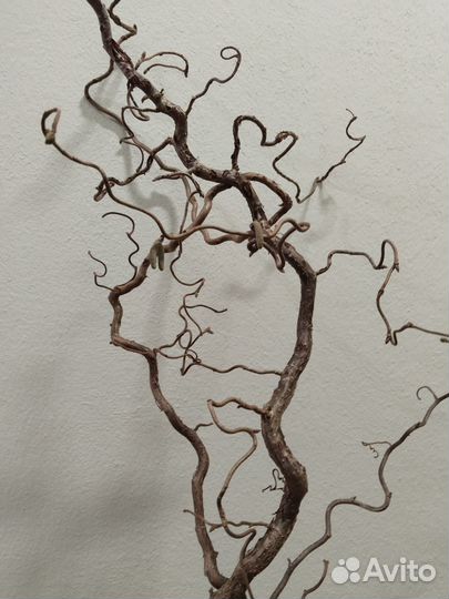 Деревце натуральное Голландия 100 -130 см