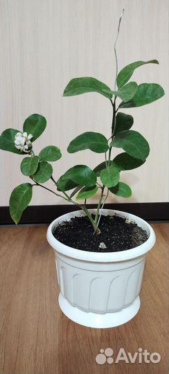 Лимон. Сорт Юбилейный