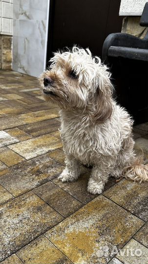 Тротуарная плитка Пропресс