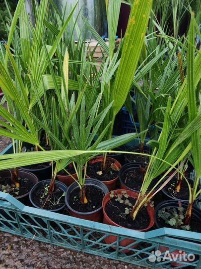 Пальма финиковая, хамеропс, бутия,трахикарпус и др