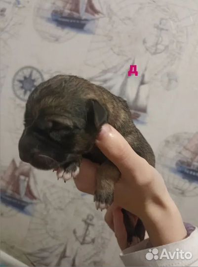 Щенки немецкой овчарки