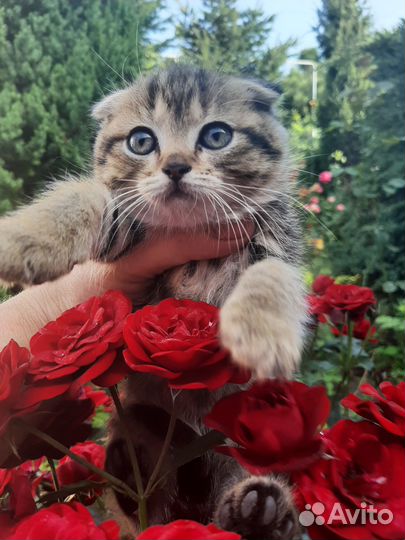 Продам котёнка