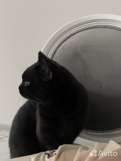 Коты для вязки