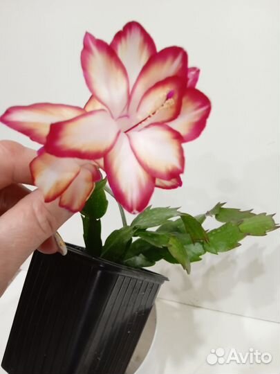 Декабрист сортовой- Samba Brazil