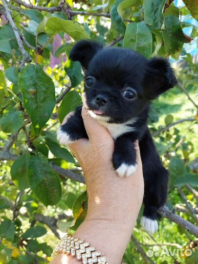 Щенки чихуахуа мини