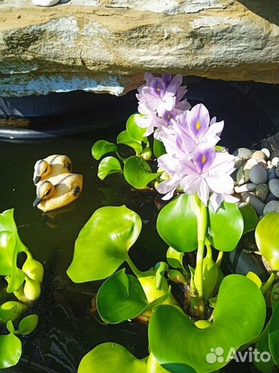 Водный гиацинт