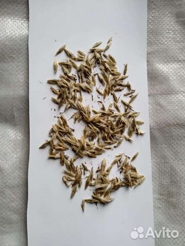 Семена мордовника