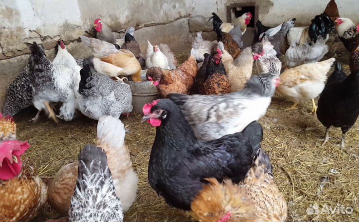 Куры молодки несушки утята гусята бройлер цесарки