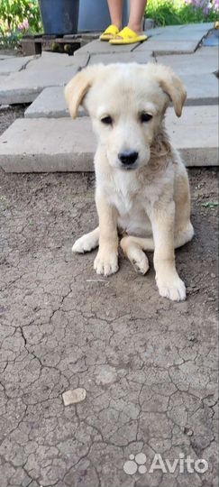 Собаки бесплатно в добрые руки щенки