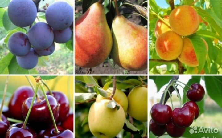 Саженцы плодовых деревьев
