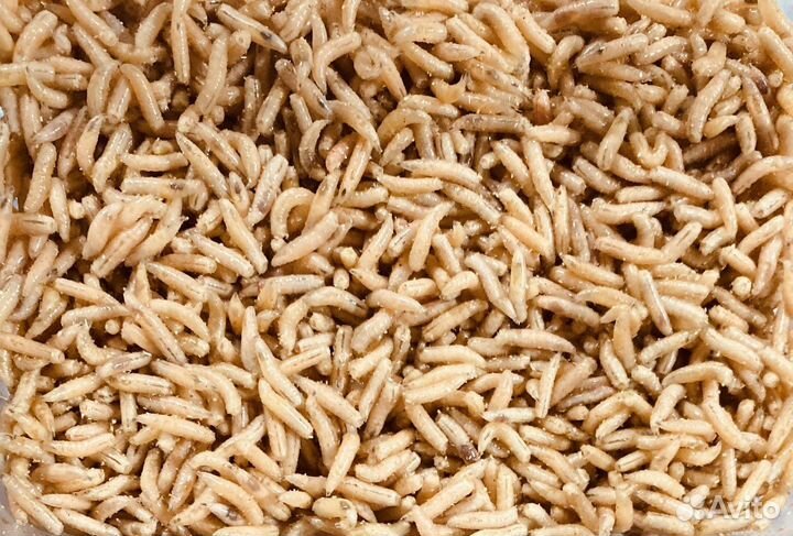 Опарыш оптом