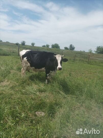 Корова высокоудойная