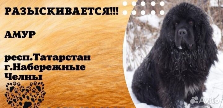 Ньюфаундленд. Помочь