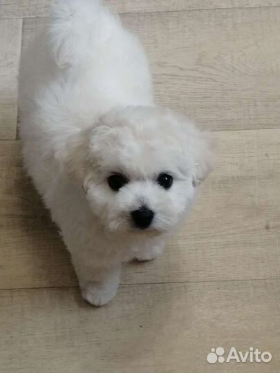 Бишон фризе