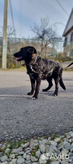 Щенок подросток девочка в добрые руки
