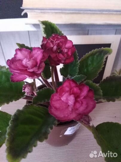 Фиалка детки