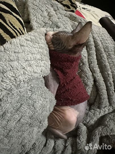 Котенок сфинкс