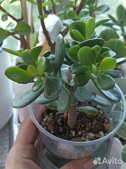 Крассула минор