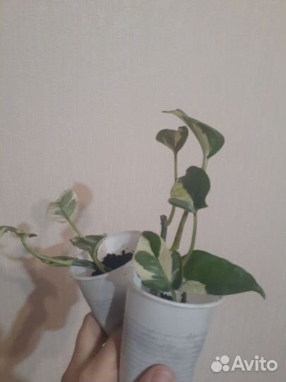 Сциндапсус