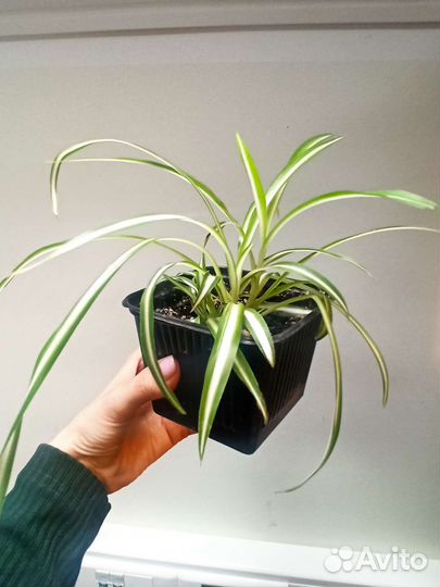 Хлорофитум орлиный коготь