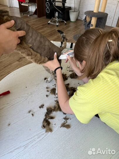 Стрижка кошек и котов, грумер с выездом на дом