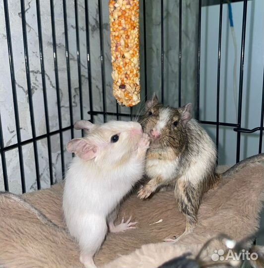 Чилийская белка дегу