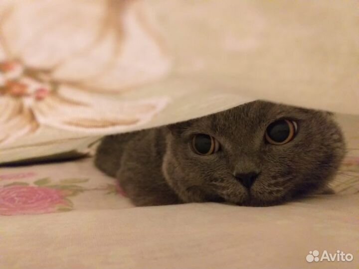 Передержка котиков и кошечек
