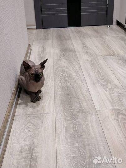 Котята канадский сфинкс браш