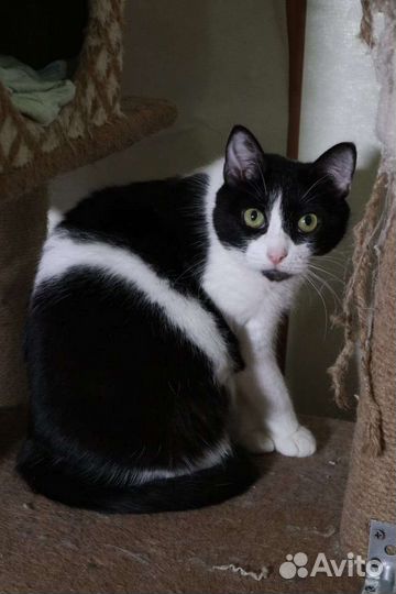 Кошки в добрые руки