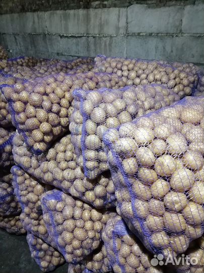 Картофель на семена