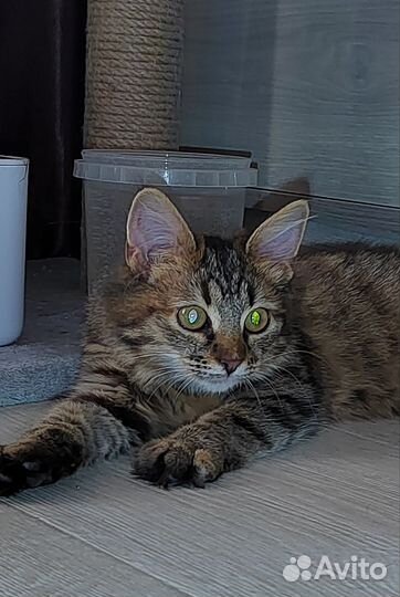 Стеша ласкуша