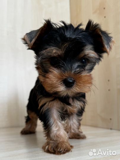 Йоркширский терьер