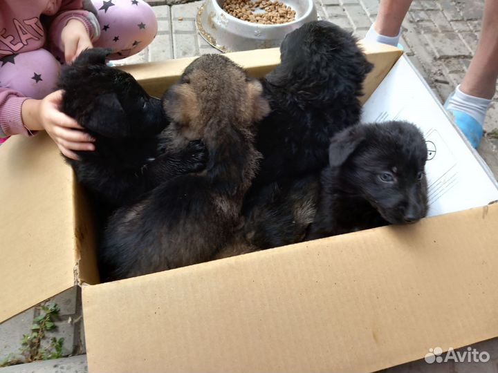 Щенки немецкой овчарки черные