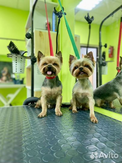 Услуги грумера