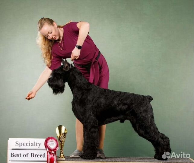 Полностью купированная девочка