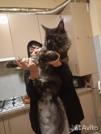 Кот на вязку